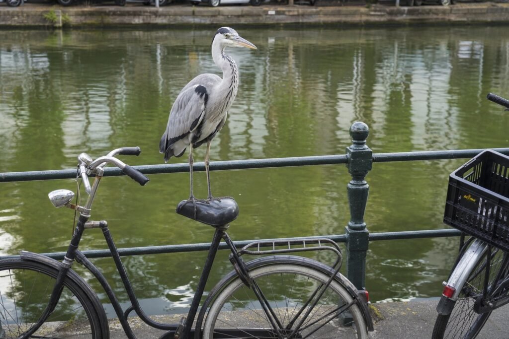 19-Amsterdam-quirk–candid–a-gre