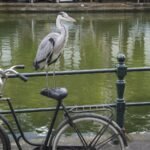 19-Amsterdam-quirk–candid–a-gre