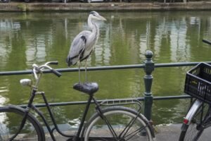 19-Amsterdam-quirk–candid–a-gre