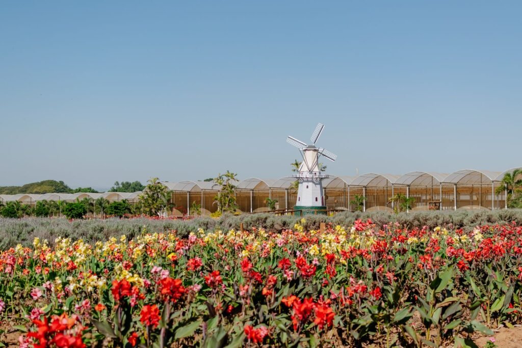 Amsterdam Dutch Culture Guide For First-Time Visitors