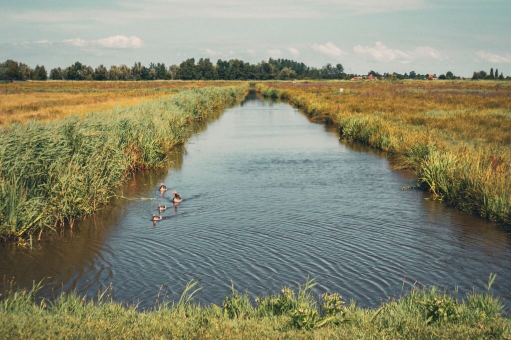 The Dutch Polder Model: A Practical Guide For Expats