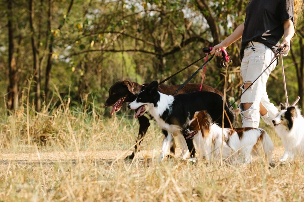 Amsterdam Dog Registration Guide For Expats