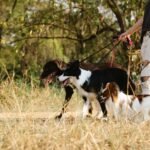 Amsterdam Dog Registration Guide For Expats