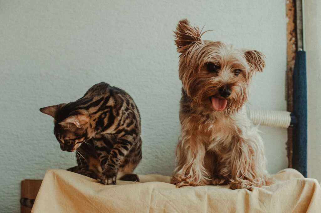 Amsterdam Pet Ownership Guide for Expats