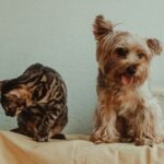 Amsterdam Pet Ownership Guide for Expats