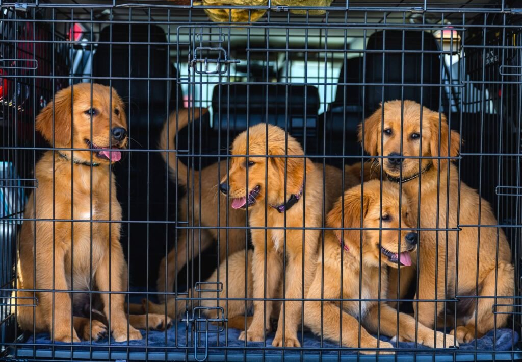 Amsterdam Pet Relocation Rules For 2026 Moves