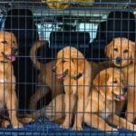 Amsterdam Pet Relocation Rules For 2026 Moves