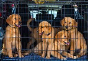 Amsterdam Pet Relocation Rules For 2026 Moves