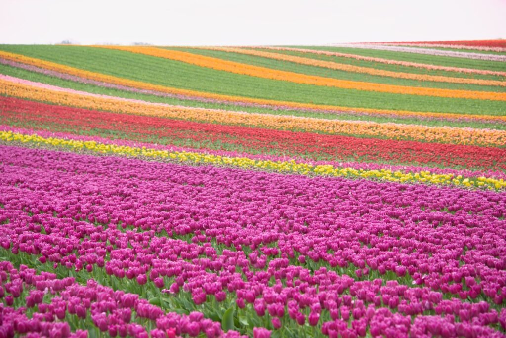 Amsterdam Tulip Season Guide: Best Time, Fields, And Tips