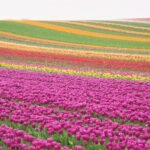 Amsterdam Tulip Season Guide: Best Time, Fields, And Tips