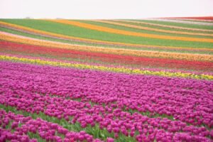 Amsterdam Tulip Season Guide: Best Time, Fields, And Tips