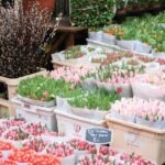 Amsterdam Tulip Season Guide: Best Time, Fields, And Tips