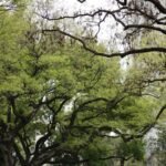 5 Must-See Parks And Gardens In And Around Amsterdam