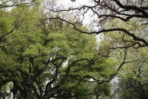 5 Must-See Parks And Gardens In And Around Amsterdam