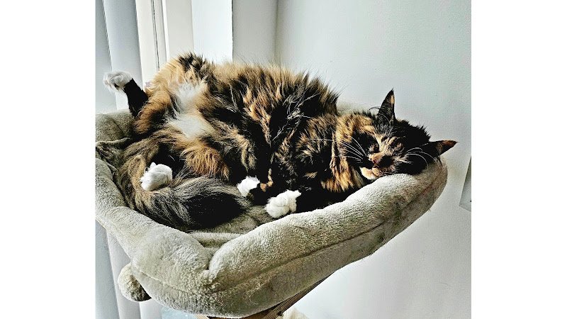 Catgroomer, Catbarber, Cattrimmer, Rabbitgroomer