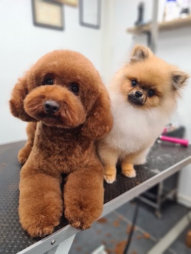 EMG Dog Grooming Studio ft Het Vachtje
