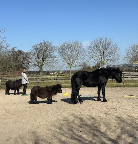 Ellen Kok Coaching