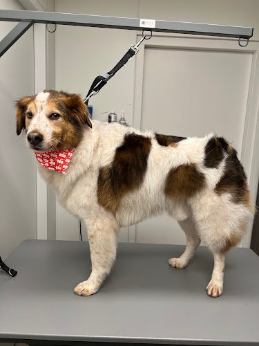 Faybulous Dogs Trimsalon