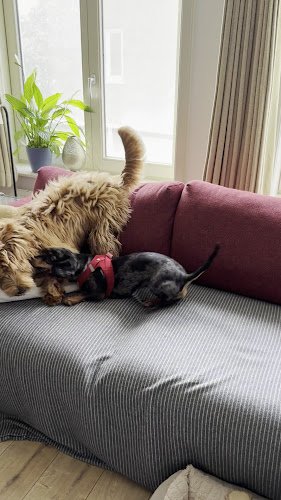 Full Bloom Dog Care
