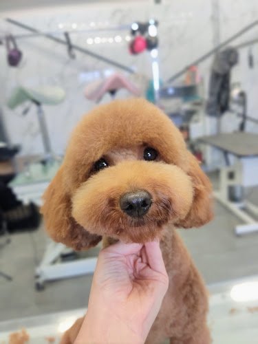 Furmidabel Hondentrimsalon🐩