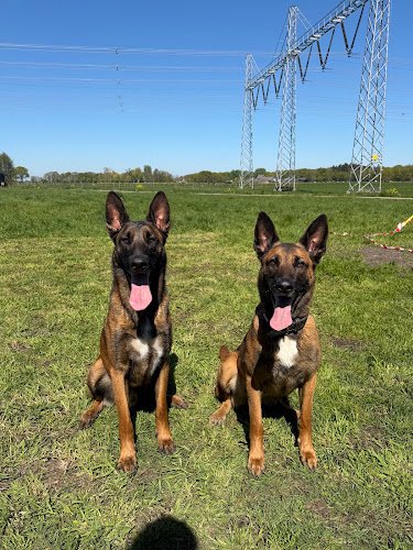 Dogs Company
