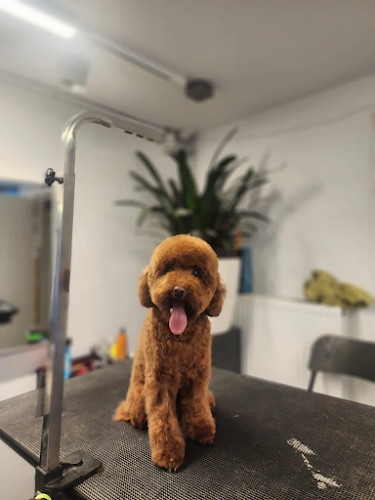 GlamourPets – Grooming salon Amsterdam
