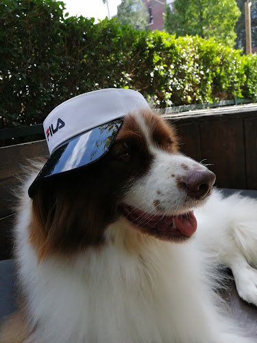 Hondentrimsalon Reino Canino
