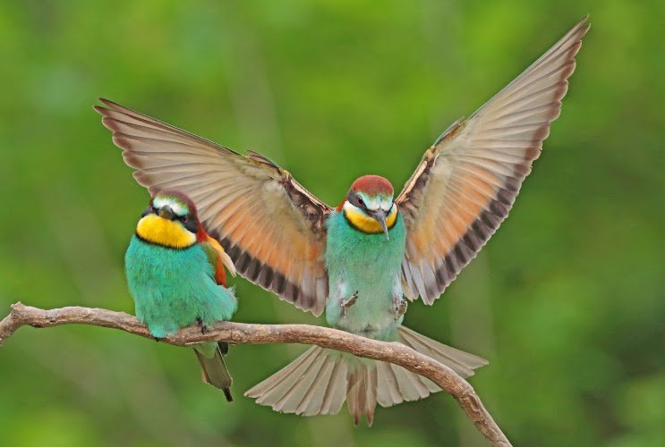 Inezia Tours | Vogel- Natuur, & Fotografiereizen