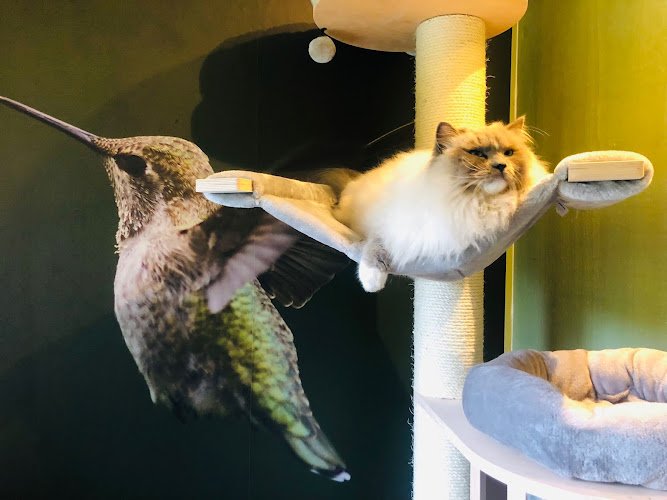 Kattenhotel In2Cats