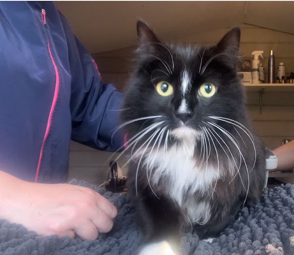 Kattentrimsalon Kat & Knap Aalsmeer & Mijdrecht