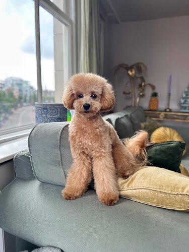 Kauiny Dog grooming