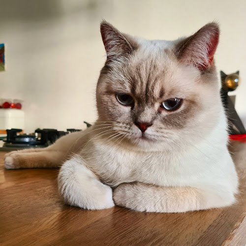 Kopjes Kattenoppas | Cat Sitters Amsterdam