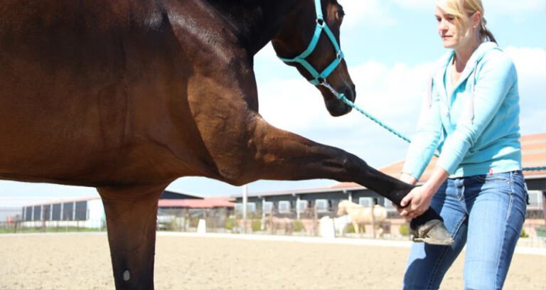 Massage Equus