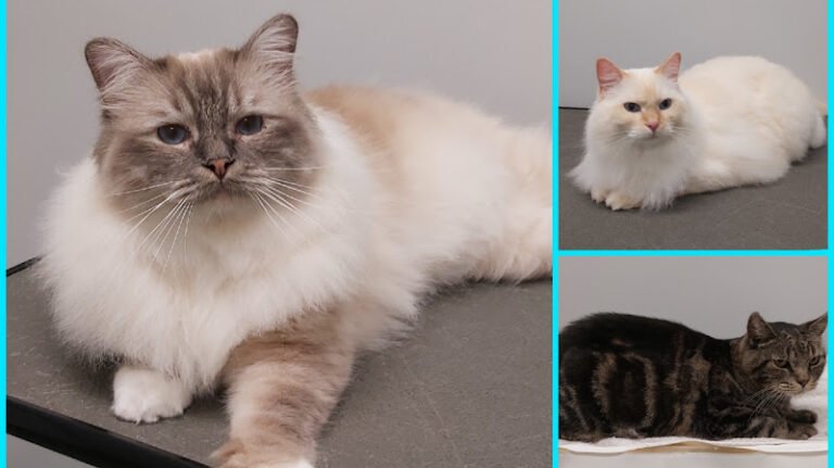 PUUR Katten Kattentrimsalon, Kattencollege, Kattenkunst, Kattengedrag