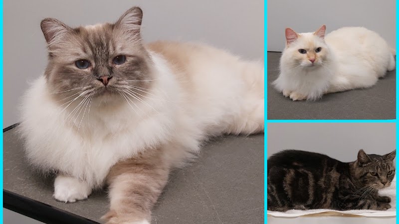 PUUR Katten Kattentrimsalon, Kattencollege, Kattenkunst, Kattengedrag
