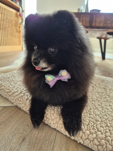 Pet Stylist Amsterdam