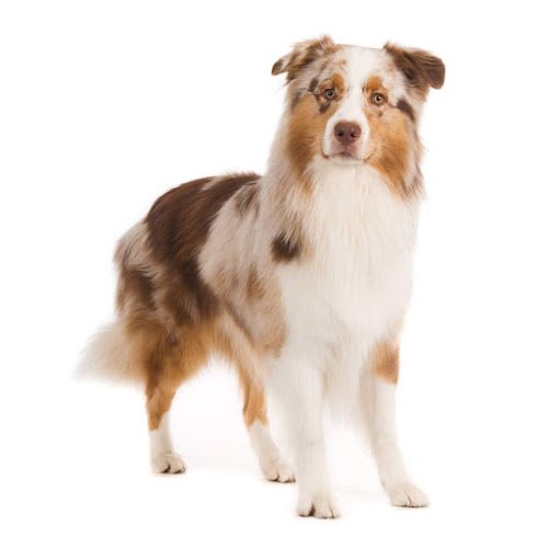 Stagedogs Casting en Training
