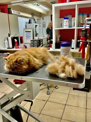 The Catbarber