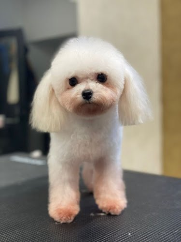 The Fur Salon – Dog Grooming Amsterdam