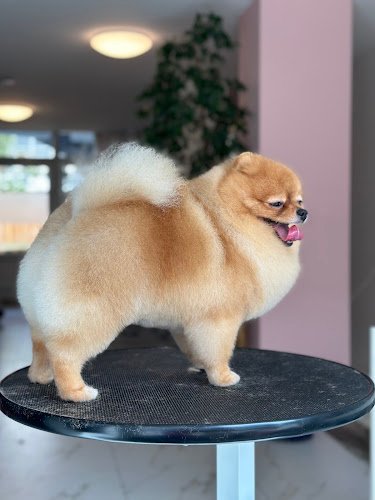 The Groom Salon🐩
