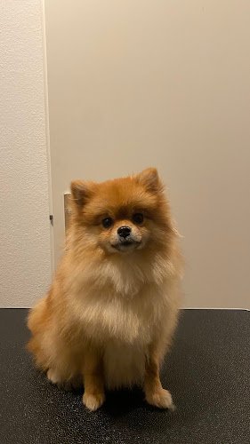 The Pom Groom Palace