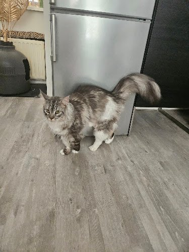 TomPoes Kattentrimmers