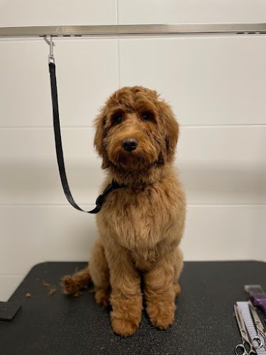 Trimsalon Grooming with Joy