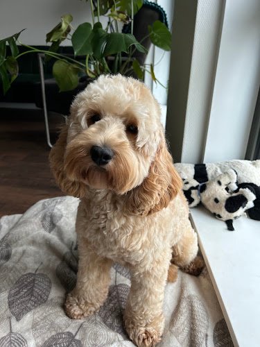 Trimsalon Vier Poten- Amsterdam Center🐩