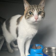 Adoptable pet of the day