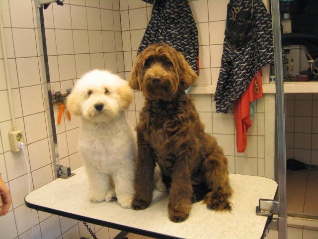 hondentrimsalon dogstyle