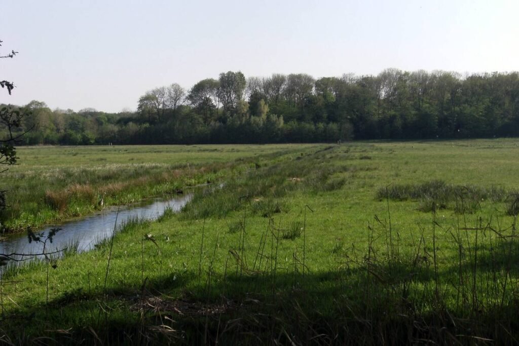 Open meadow and trees in the Amsterdamse Bos
