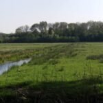 Open meadow and trees in the Amsterdamse Bos