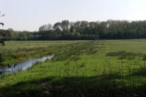 Open meadow and trees in the Amsterdamse Bos