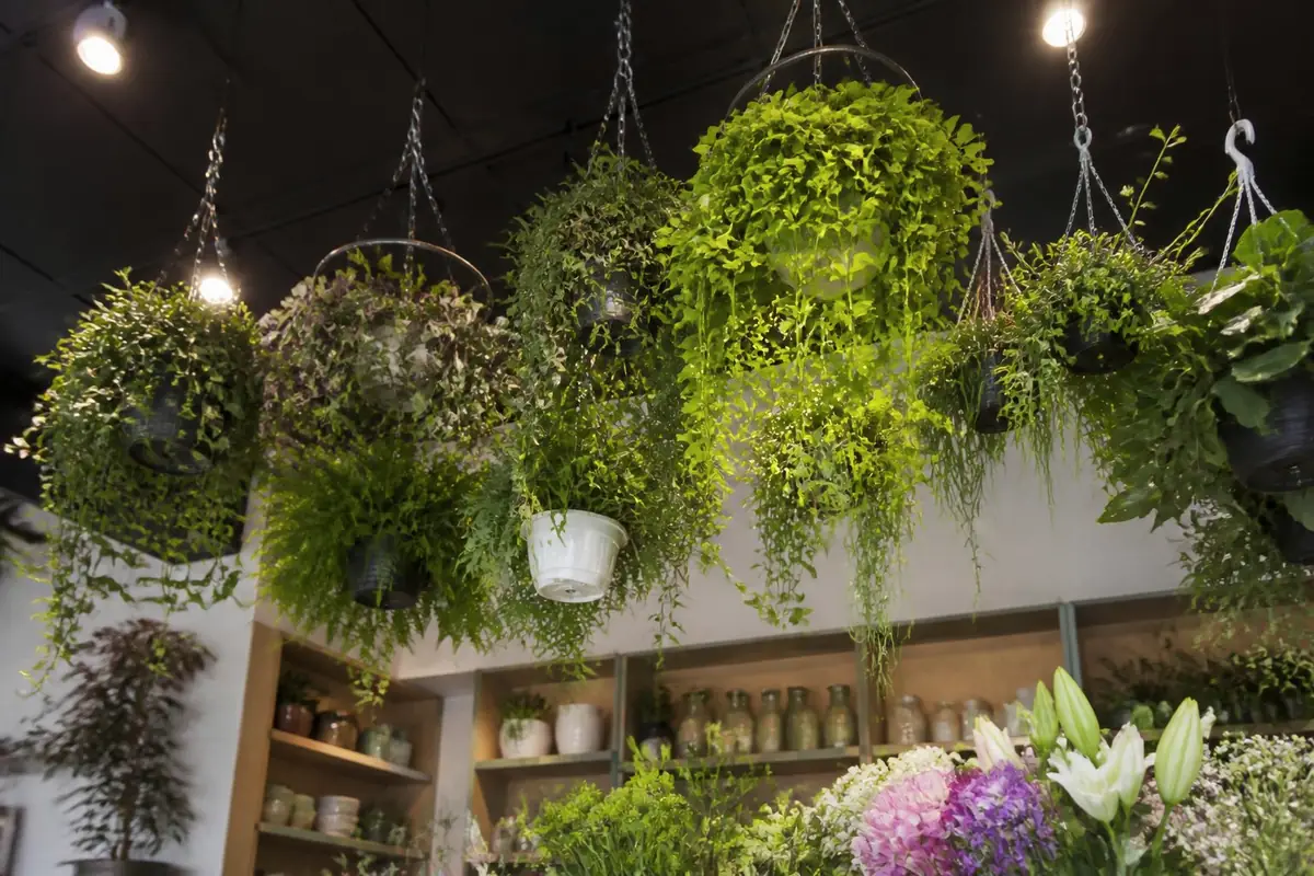 florists - cluster-of-hanging-